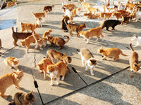 06f9d8a3449b3561e68beb90a6e64b5b