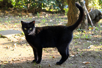 0d407f055b26df650881a576ec80ea22