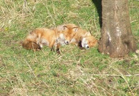 29a5eedffcf130460758cd1872d1ae13