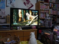 461f743520b3e80d8e3950c8bd40ff0c