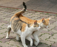 66730cf3d013becf2b0dd32073e3689e