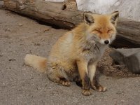 85877f0b2602c86cbb870dc72ed977c6