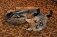 972359661be44c5b0d79e39948ac9fae