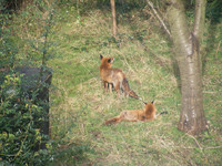 9e034b16a71d2baa2a1fc561409b58e5