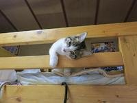 cc1e4ea28ad96aaed37917ff11587b5f